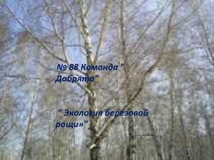 Буклет Экология березовой рощи.