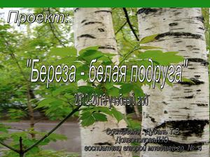 Береза белая