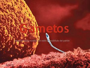 Gametos