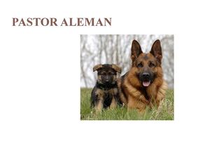 Pastor Aleman