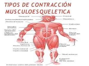 TIPOS DE CONTRACCIÓN MUSCULOESQUELETICA