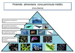 piramide alimentaria