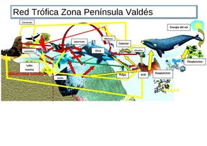 Red trofica