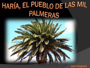 HARÍA, EL PUEBLO DE LAS MIL PALMERAS