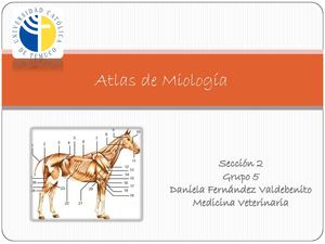 Atlas de Miologia M.V