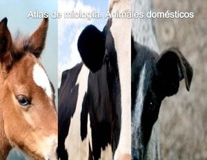 Atlas de miología. Animales domésticos.