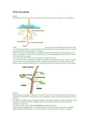 las plantas 