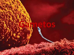 Gametos
