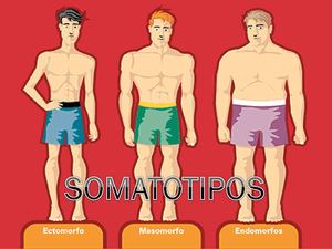 somatotipos