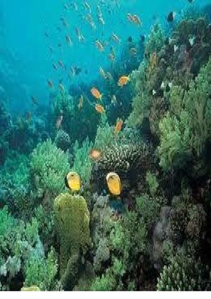 La Diversidad De Los Ecosistemas