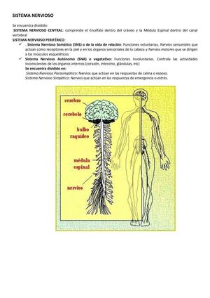 SISTEMA NERVIOSO (1)