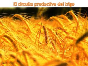 Clase sobre el circuito productivo del trigo 3º A