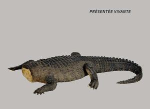 Présentée vivante