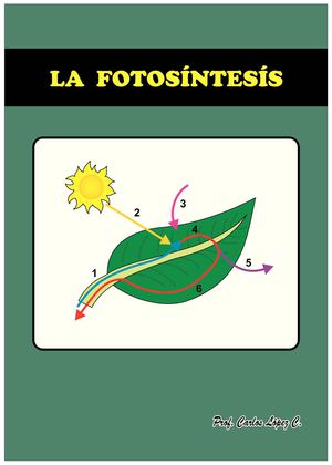 LA FOTOSÍNTESIS