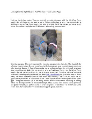 large cane corso breeders