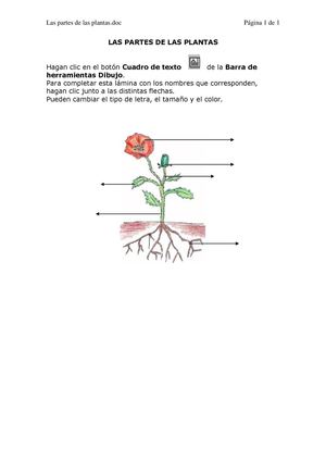 Las partes de la planta