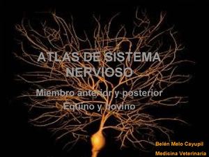 inervación miembro anterior y posterior equino y bovino