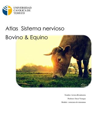 Atlas Sistema Nervioso Bovino y Equino