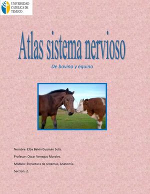 Atlas de Sistema Nervioso