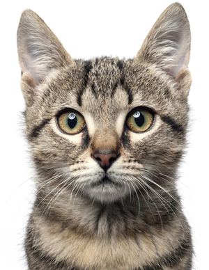 EL GATO