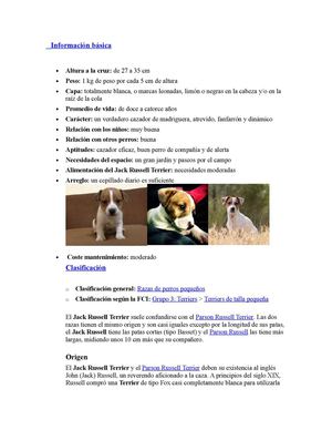 jack russel