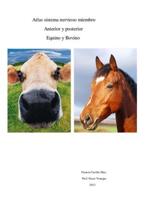 Atlas Inervación Miembro Anterior y Posterior, Equino y Bovino