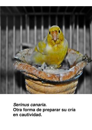 Serinus canaria.  Otra forma de preparar su cría en cautividad.