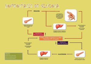 Homeostasis de glucosa