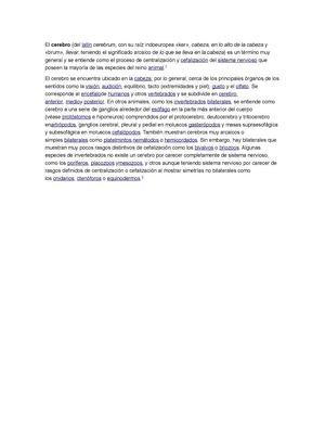 EL CEREBRO Y SUS PARTES