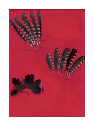 Коллекция:виды перьев