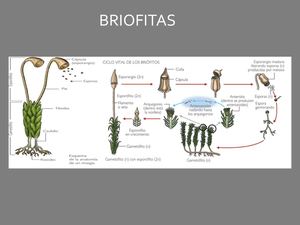 taxonomía de las plantas