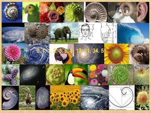 Проект математика в природе