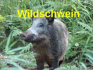 Картинки животных с названиями по- немецки
