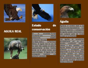 triptico (aguila real) Eddson Lopez  