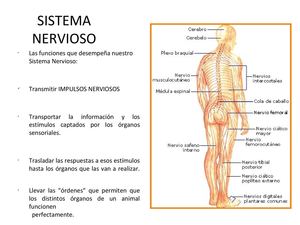 Sistema Nervioso