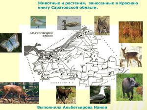 Животные , занесенные в Красную Книгу Саратовского района