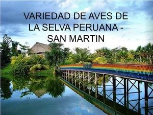  las aves de la selva