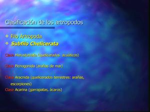 Presentación Artrópodos 2