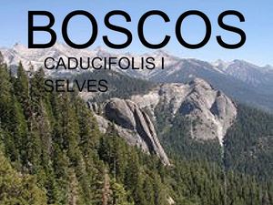 BOSCOS