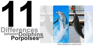 11 Differences between Dolphins and Porpoises