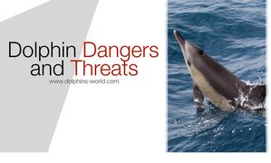 Dolphin Dangers and Threats