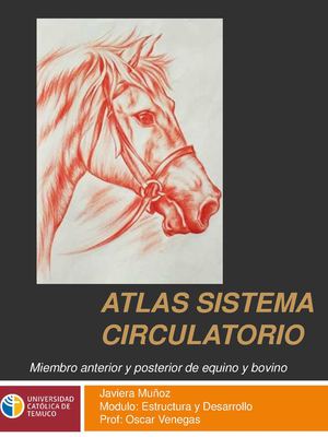 Atlas sistema circulatorio. Javiera Muñoz