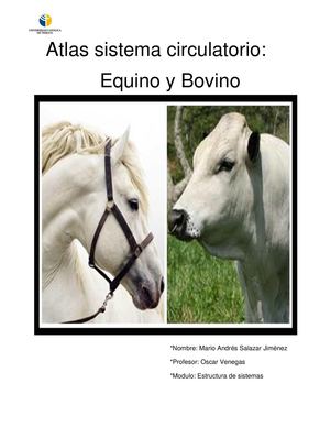 "Atlas Sistema Circulatorio"
