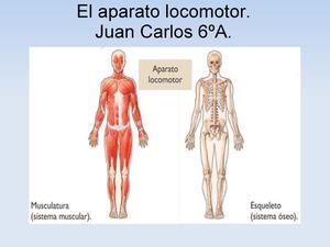 EL APARATO LOCOMOTOR