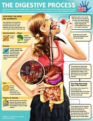 Digestive Process