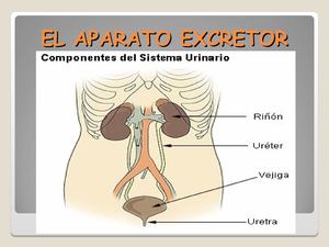 LA EXCRECIÓN POR LUIS E IVÁN
