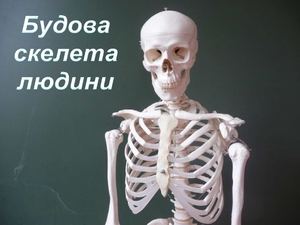 Будова скелета людини