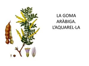 LA GOMA ARÀBIGA. L'AQUAREL·LA