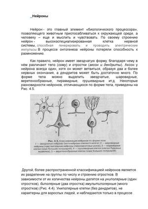 Строение и виды нейронов.