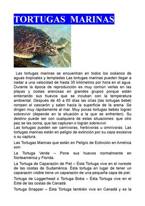 TORTUGA MARINA